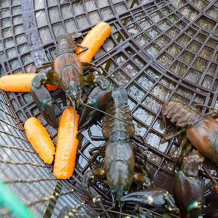 Getaway In The Wilderness המיינלינה