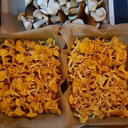 Getaway In The Wilderness