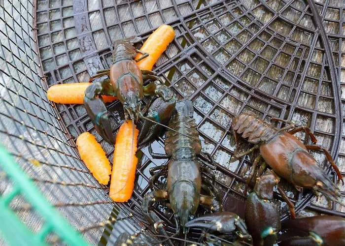Getaway In The Wilderness המיינלינה