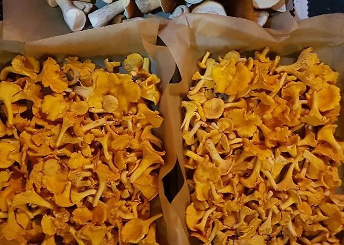 Getaway In The Wilderness